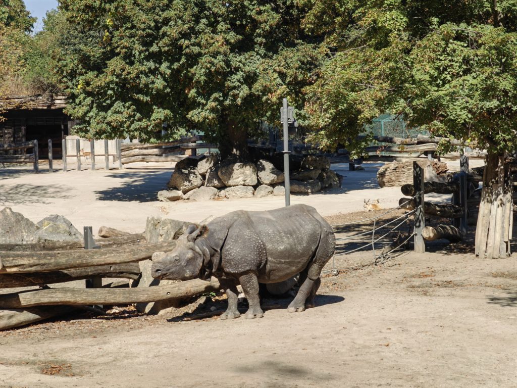 Bečki zoološki vrt Schönbrunn nosorog 