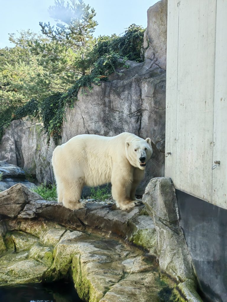 polarni medvjed zoološki Beč 