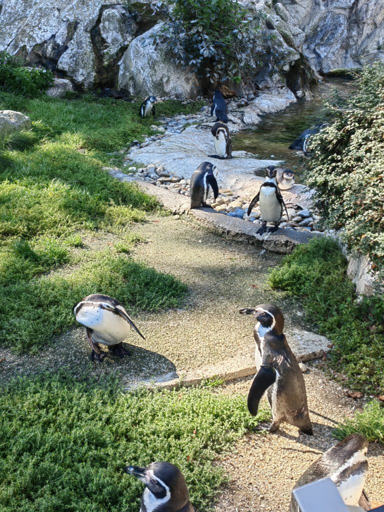 Bečki zoološki vrt Schönbrunn pingvini 