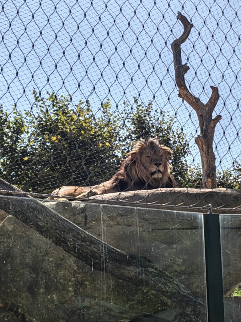 lav Bečki zoološki vrt Schönbrunn