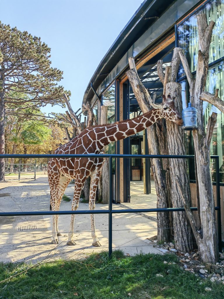 žirafa  Schönbrunn