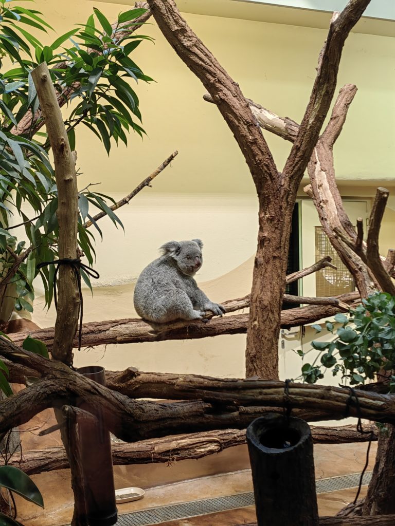 koala Beč zoo 