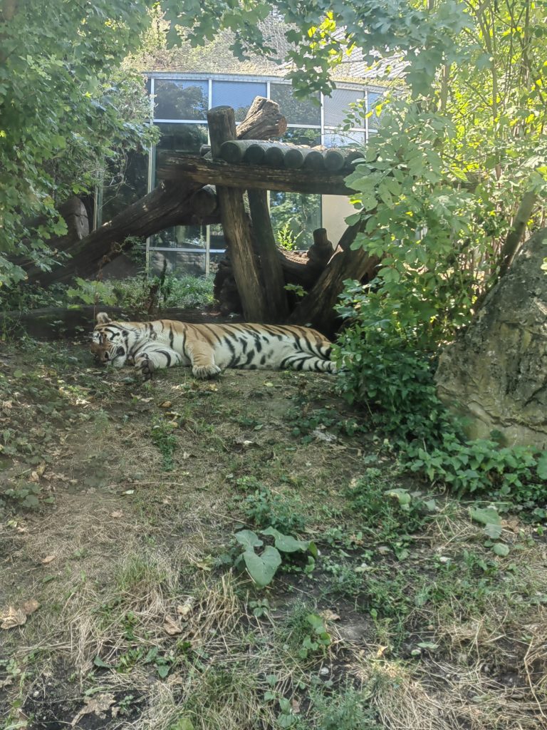 bengalski tigar zoo Beč