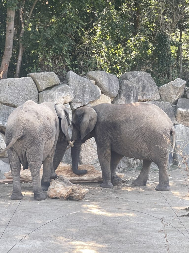 Bečki zoološki vrt Schönbrunn slonovi 