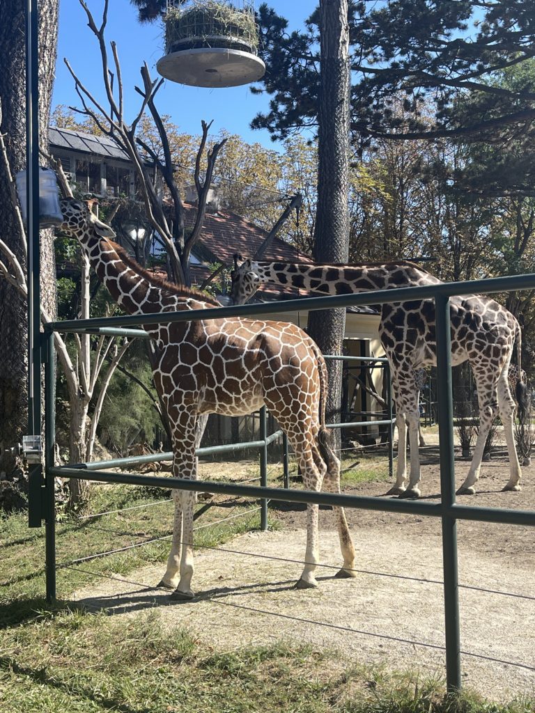 Beč žirafa zoo