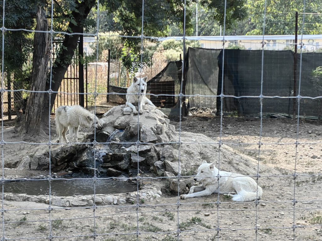 vukovi zoo skopje 