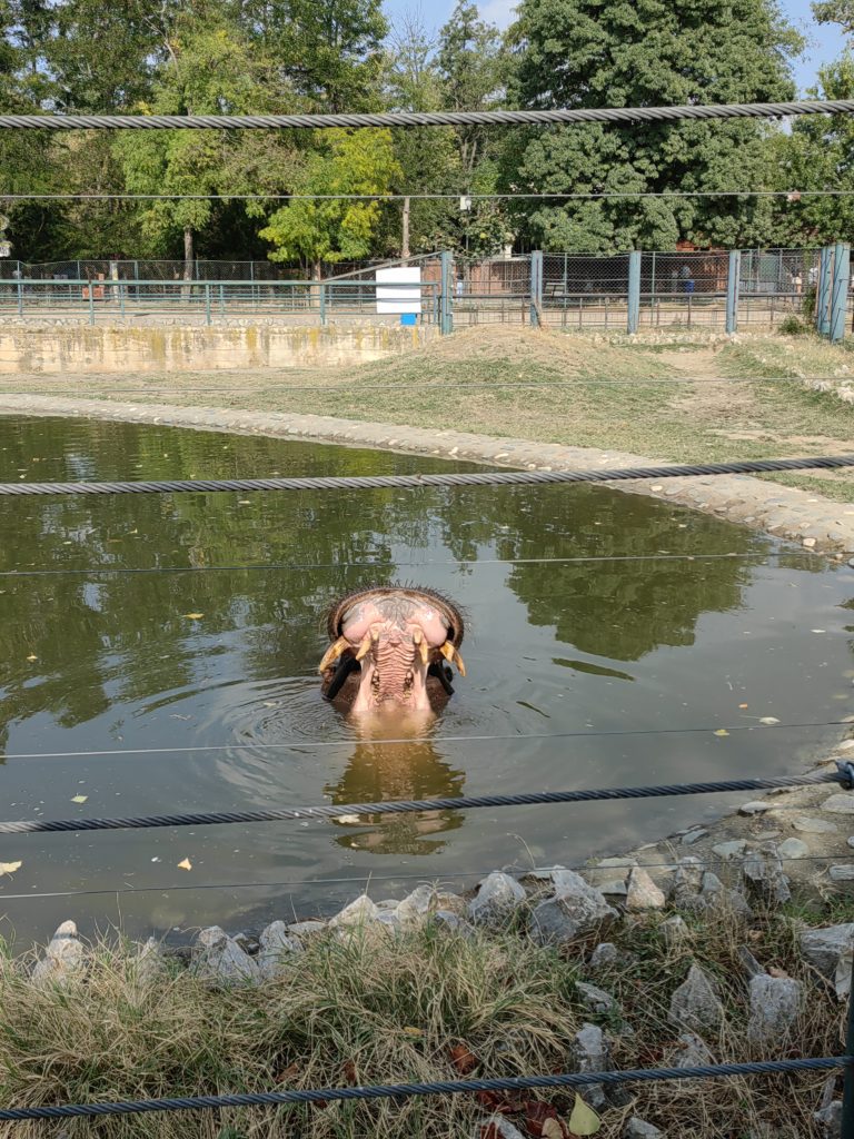 nilski konj zoo 