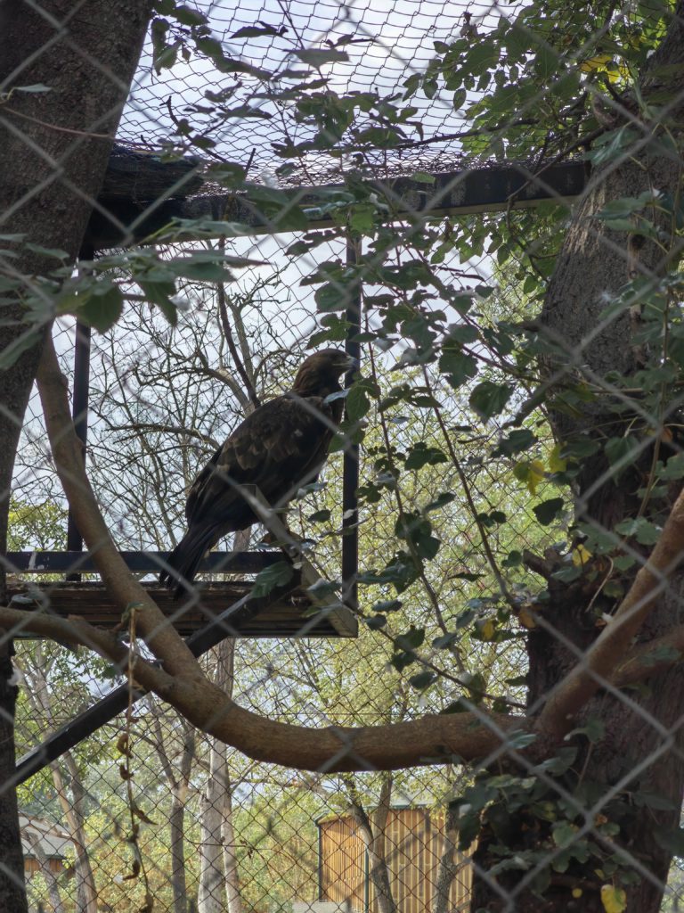 ptica skopje  Najjeftinija ulaznica za zoo 