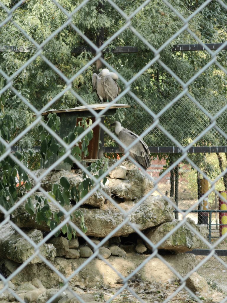 bjeloglavi sup zoo skopje Najjeftinija ulaznica za zoo 