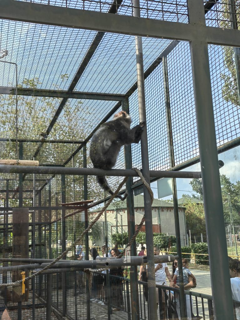 zoo skopje majmuni 