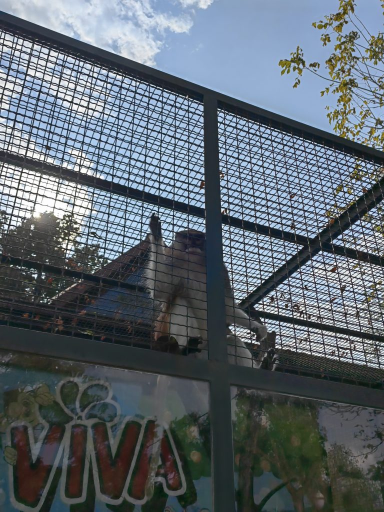 majmun skopje zoo 