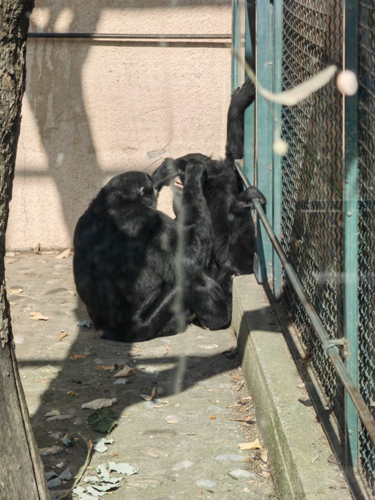 čimpanza zoo skopje 