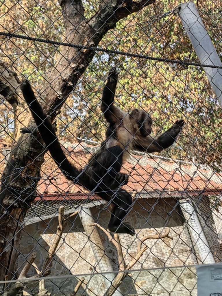 majmun skopje Najjeftinija ulaznica za zoo 