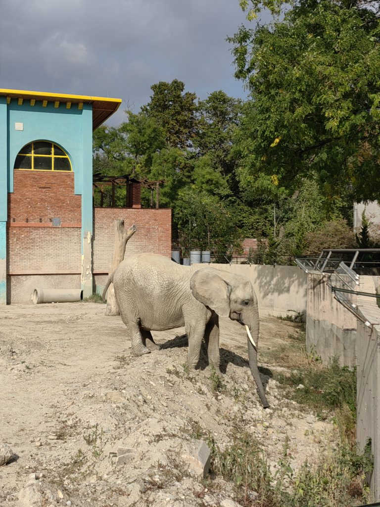 slon skopje zoo 