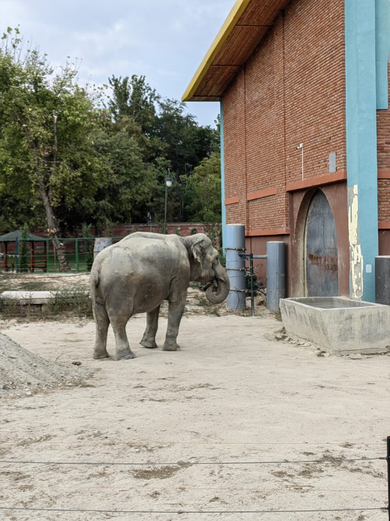 zoo skopje slon 