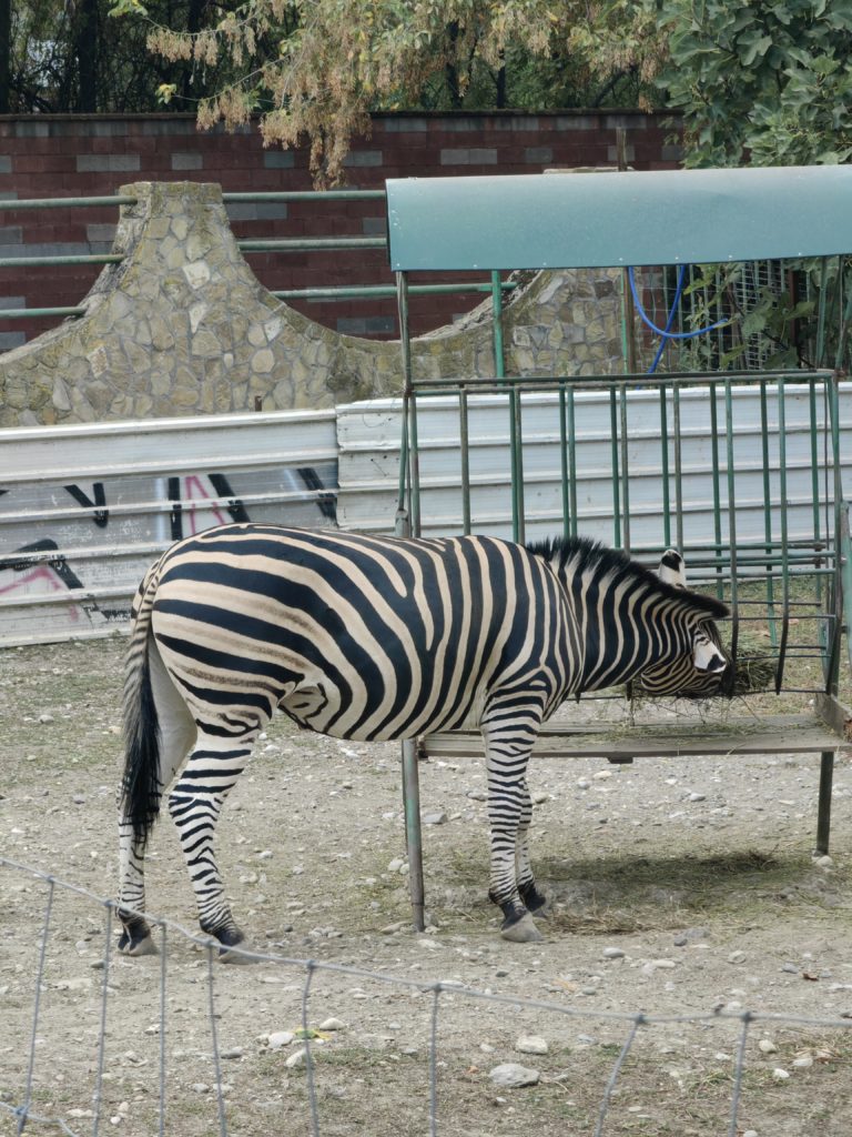 zebra skopje zoo 