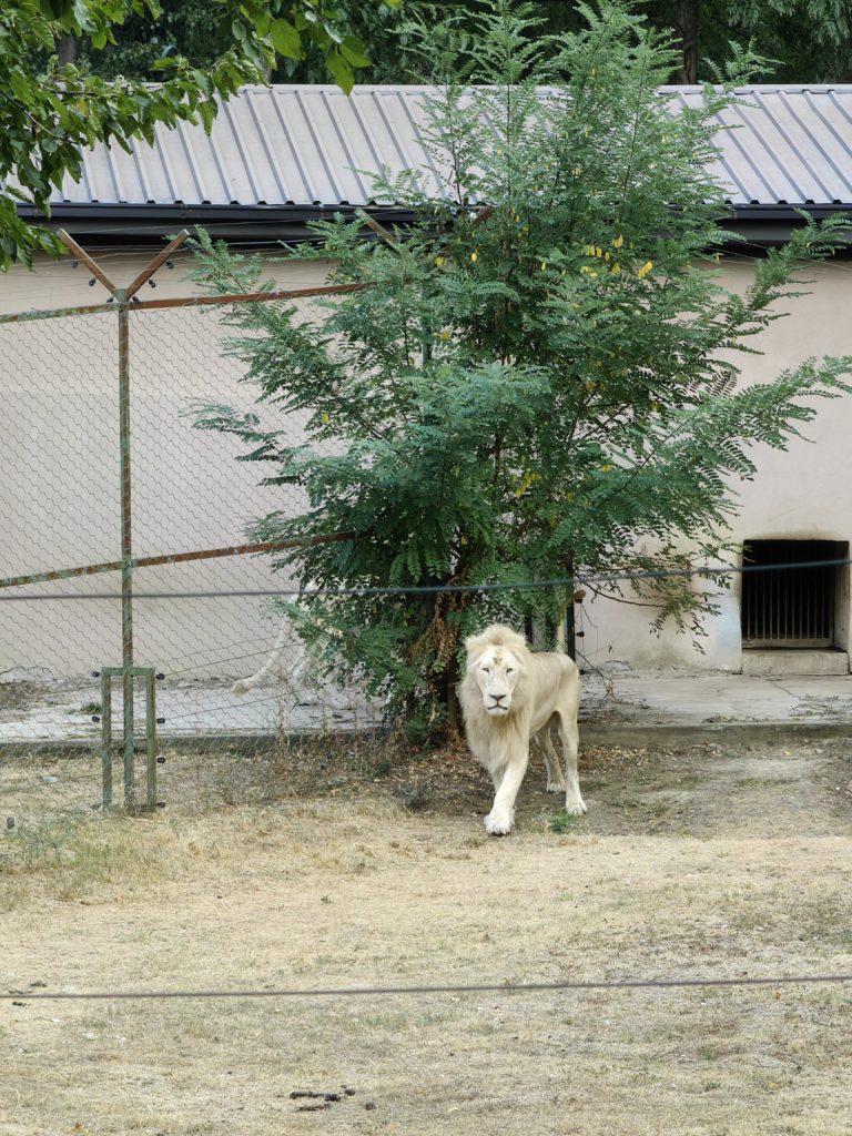 albino lav skopje zoo 