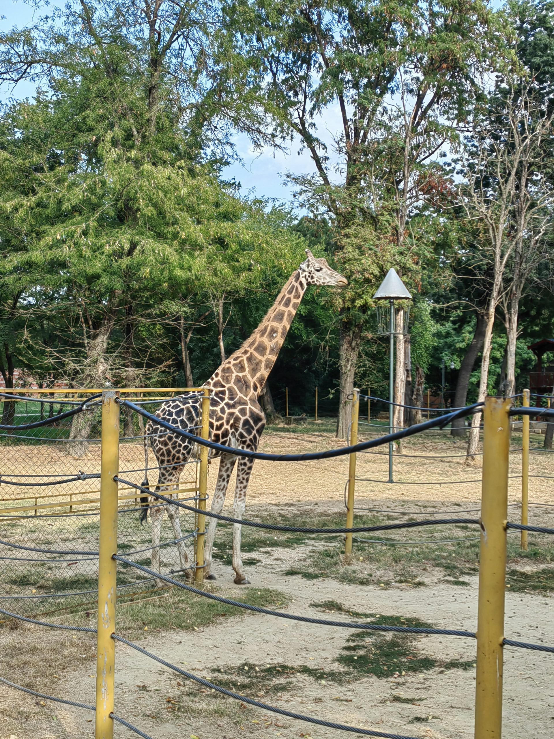 žirafa skopje zoo 