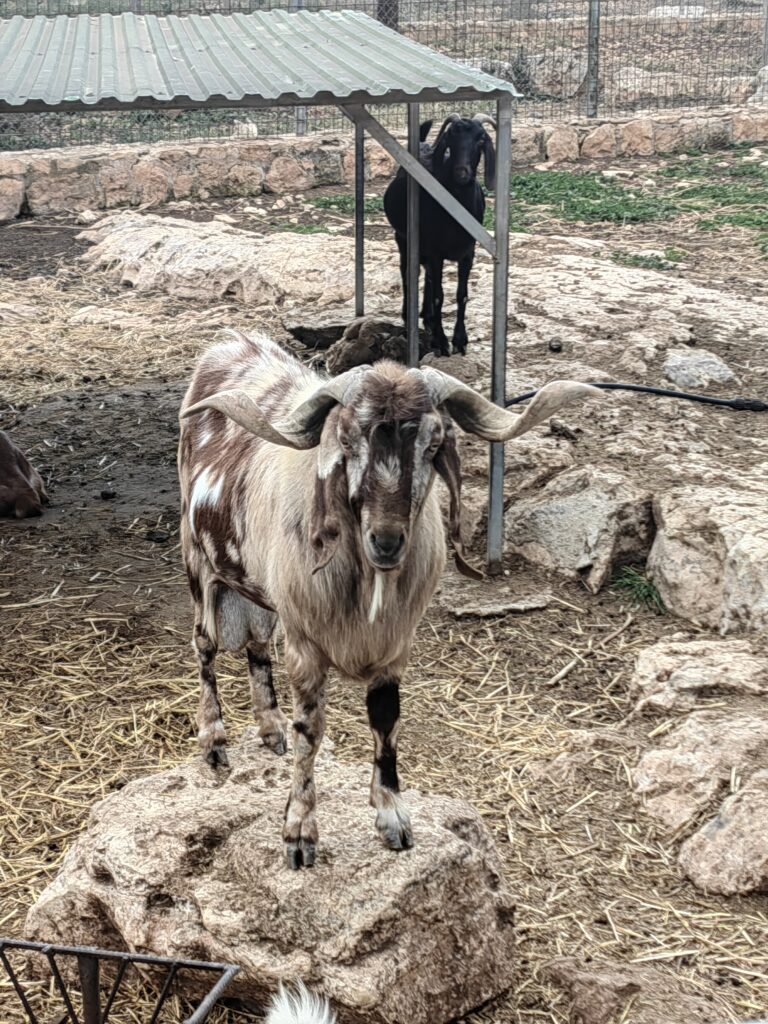 Pafos Zoo na Cipru koza