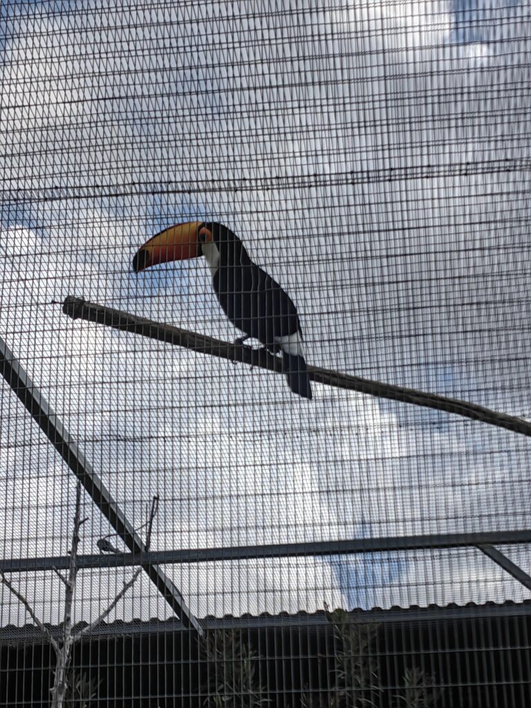 Pafos Zoo na Cipru papagaj