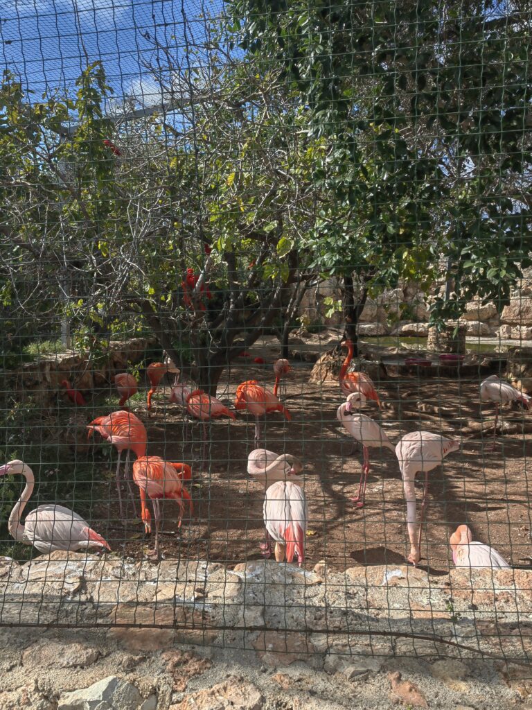 flamingo cipar