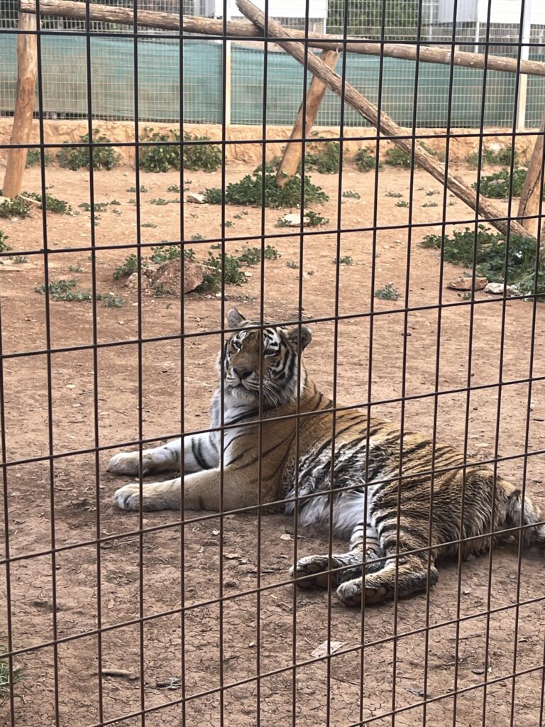 Pafos Zoo na Cipru tigar