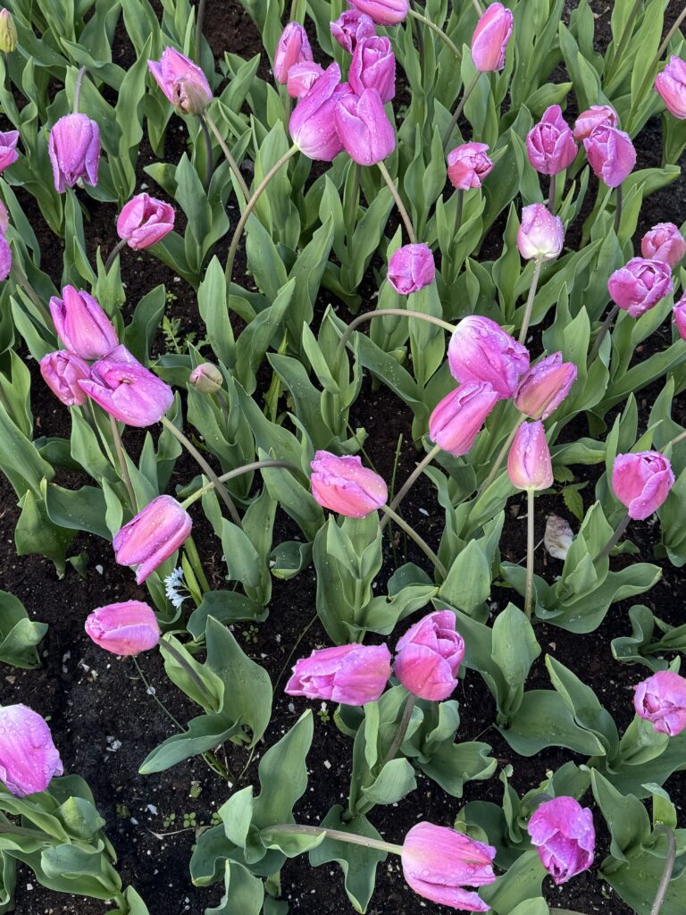 tulipani Keukenhof - najveći vrt tulipana