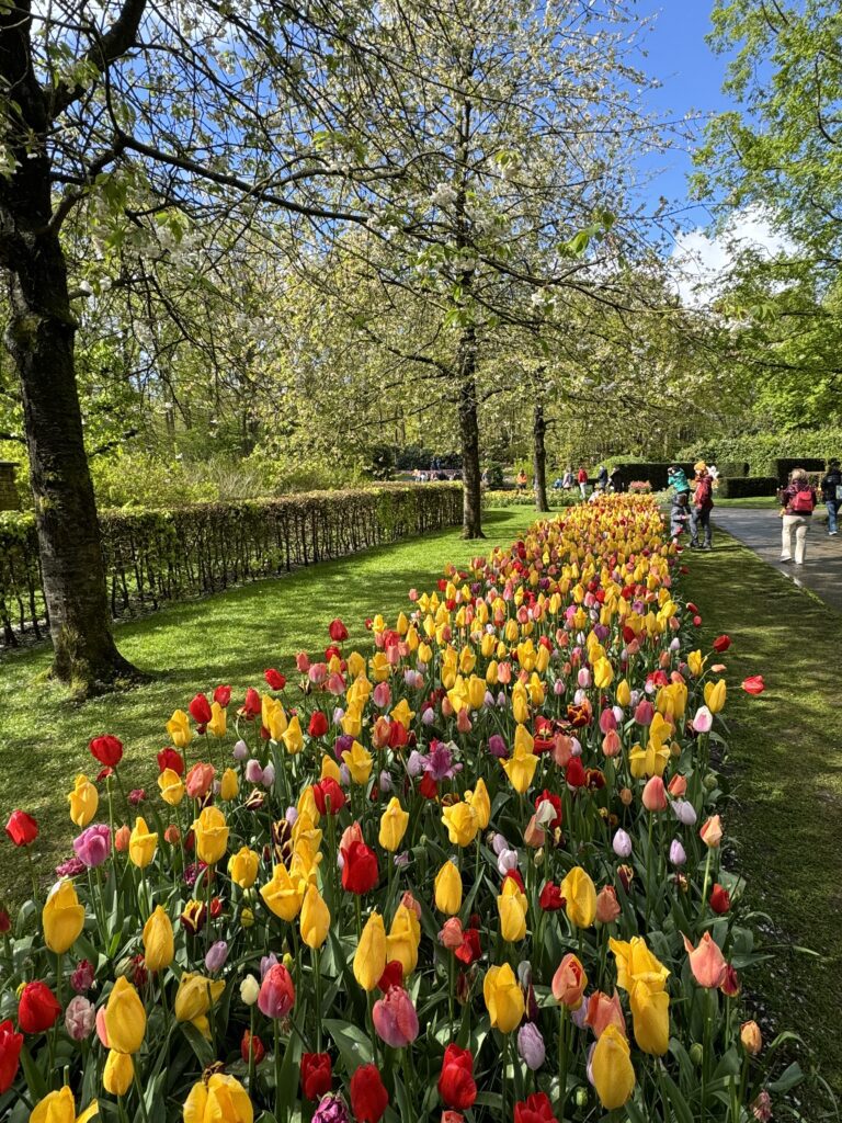 Keukenhof tulipani