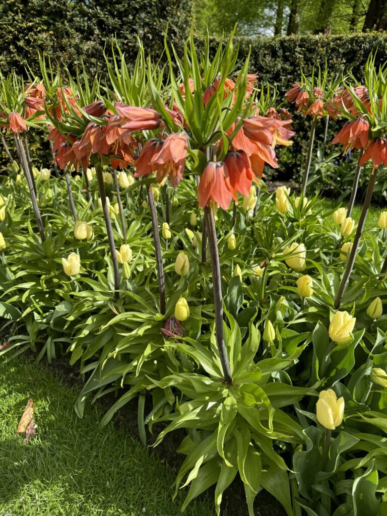 posebno cvijeće Keukenhof najveći vrt tulipana