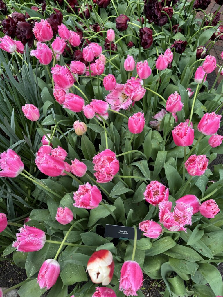 tulipani u amsterdamu