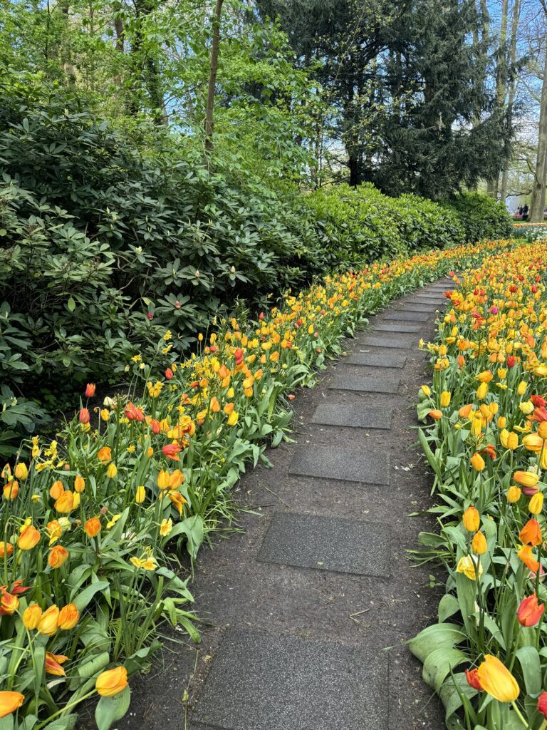 Keukenhof, najveći vrt tulipana