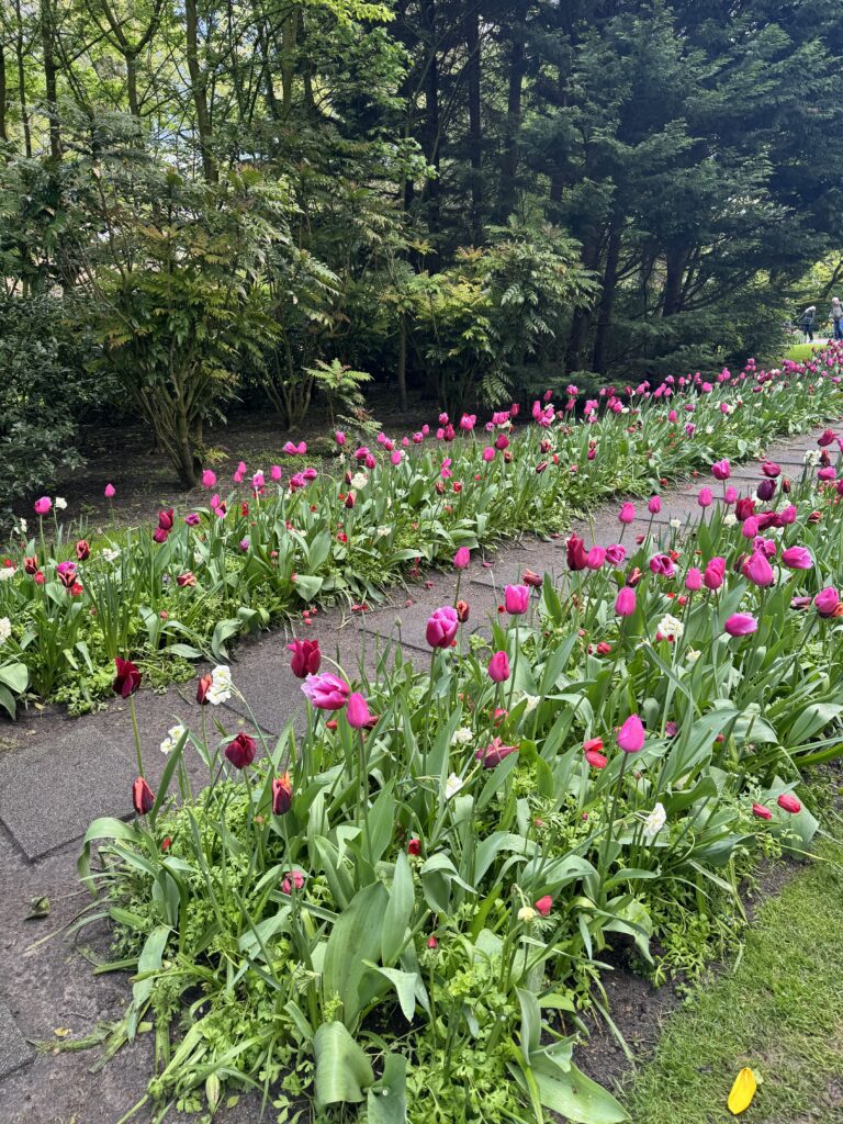 Keukenhof - najveći vrt tulipana u Nizozemskoj