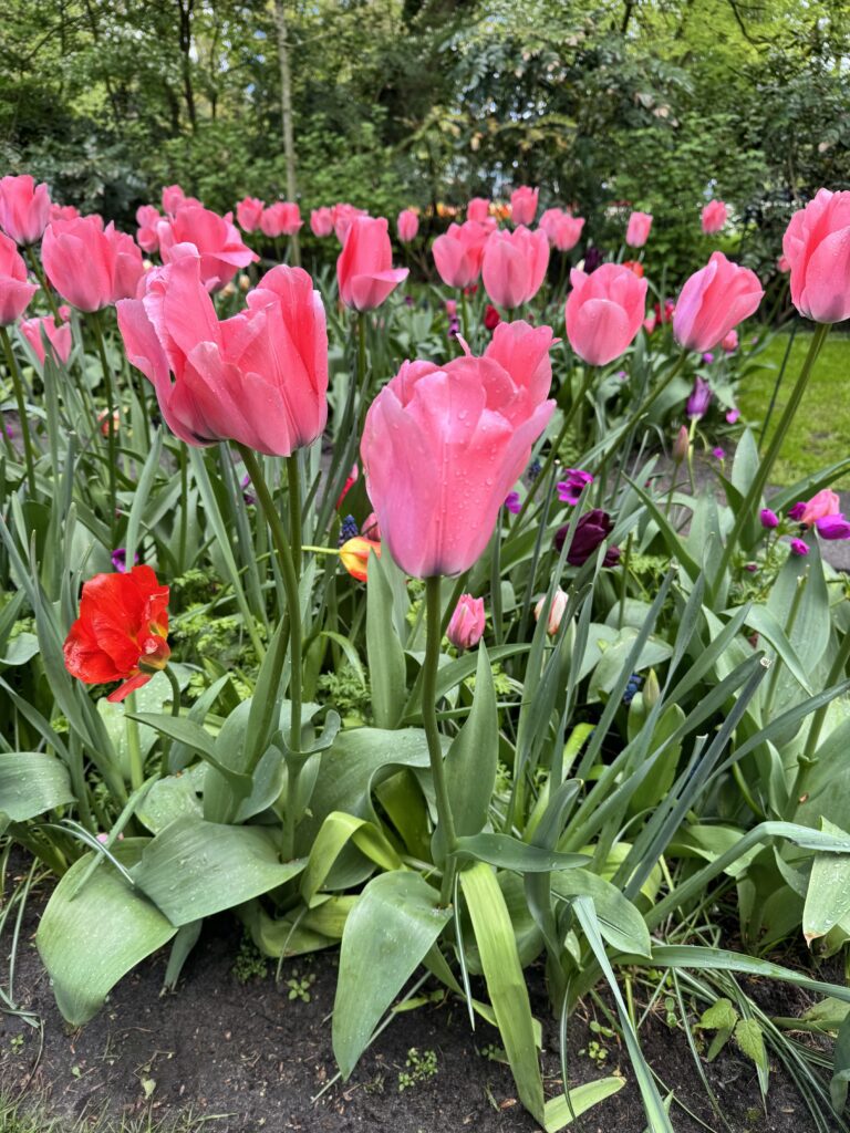 Keukenhof - najveći vrt tulipana Lisse