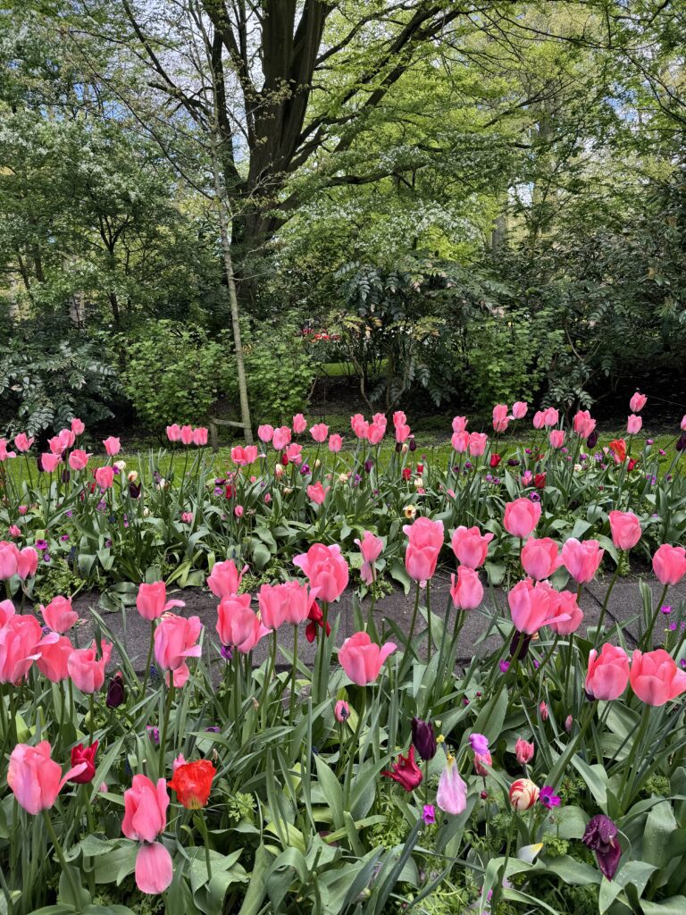 Keukenhof - najveći vrt roznih tulipana 