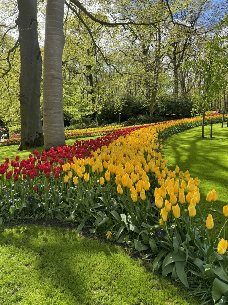 žuti tulipani Keukenhof - najveći vrt tulipana