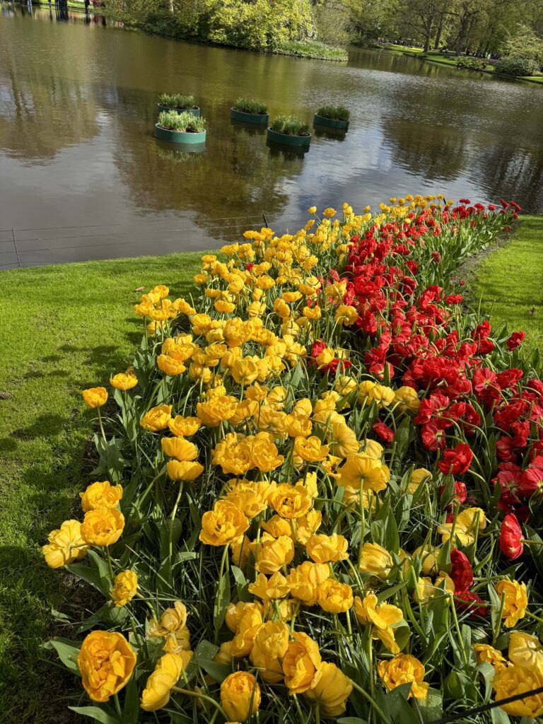 Keukenhof - najveći vrt tulipana i voda