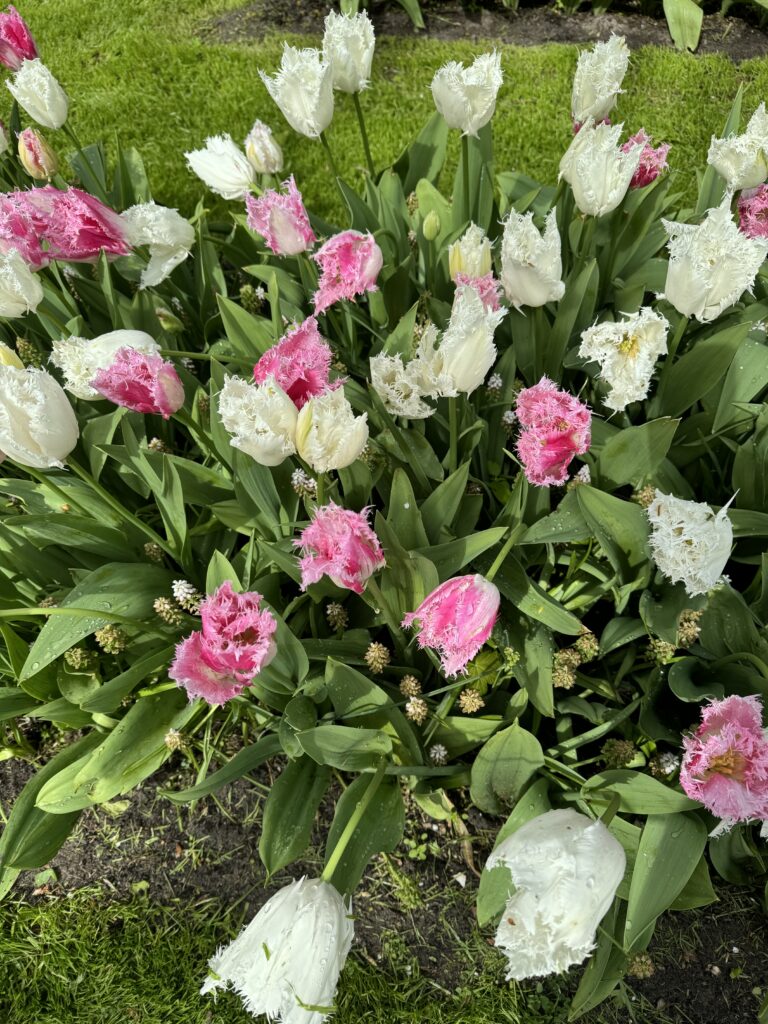 tulipani