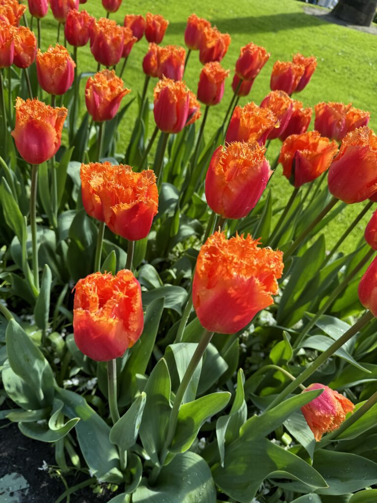 tulips