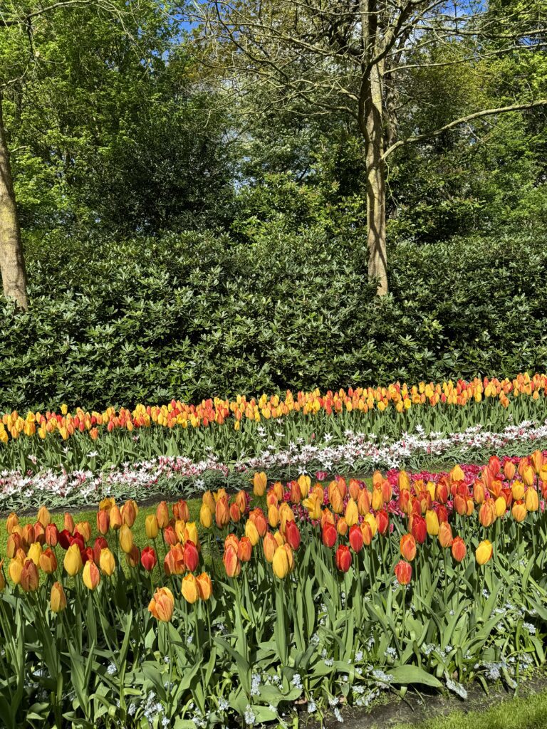 puno tulipana Keukenhof - najveći vrt tulipana