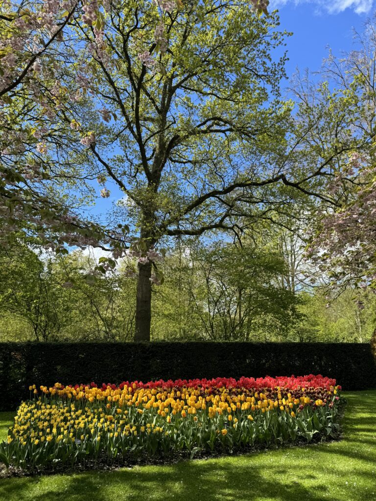 Keukenhof najveći vrt tulipana