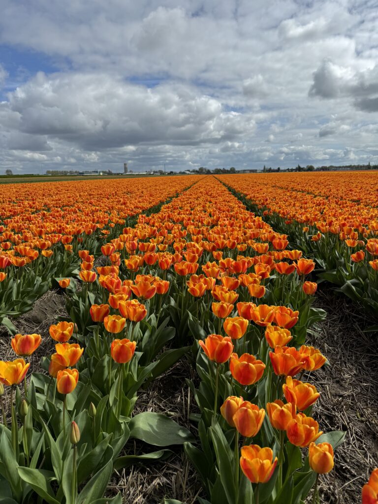 tulipani u Nizozemskoj