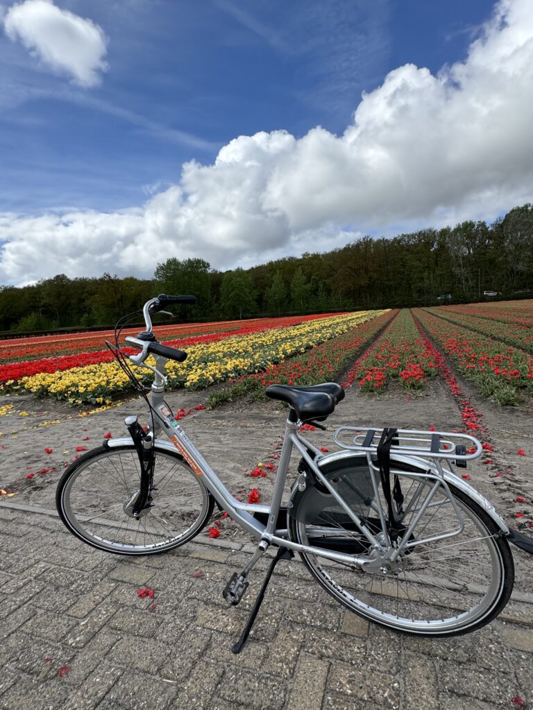 bicikl i polja tulipana