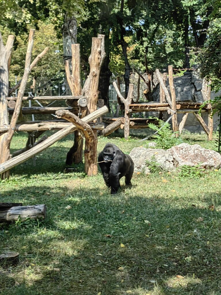 mužjak gorile Zoološki vrt u Budimpešti