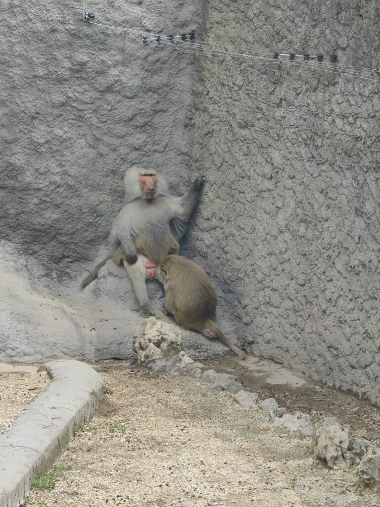 majmuni Zoološki vrt u Budimpešti