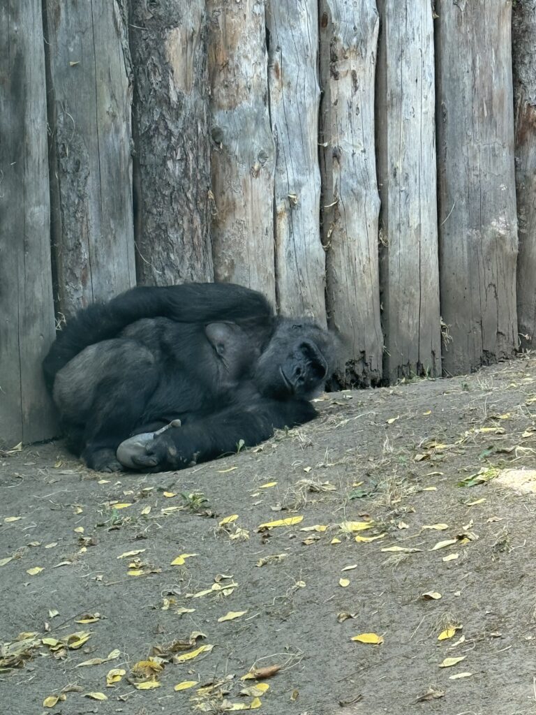 velika gorila Zoološki vrt u Budimpešti