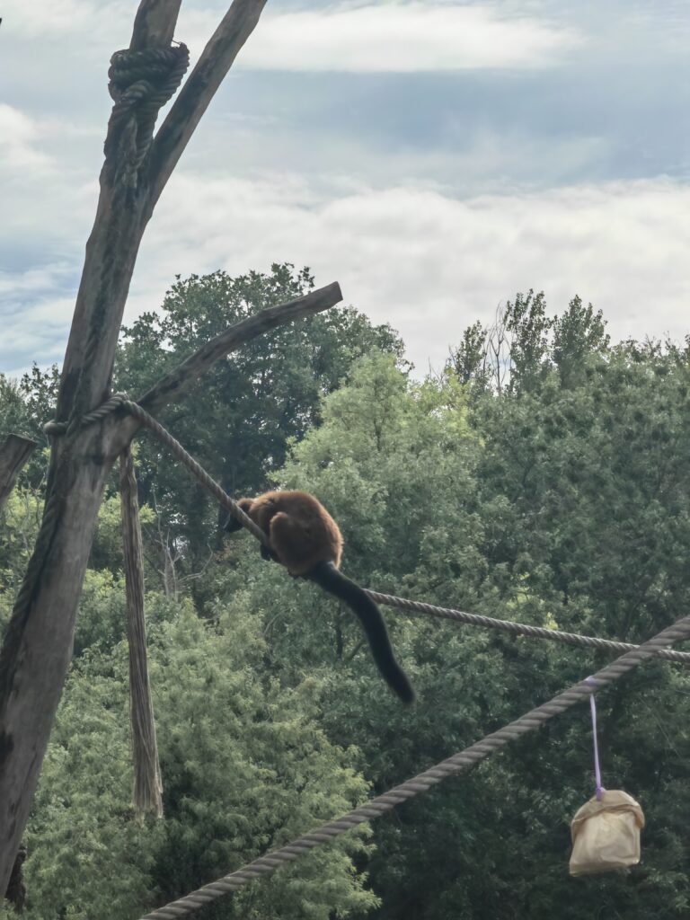 lemur safari 