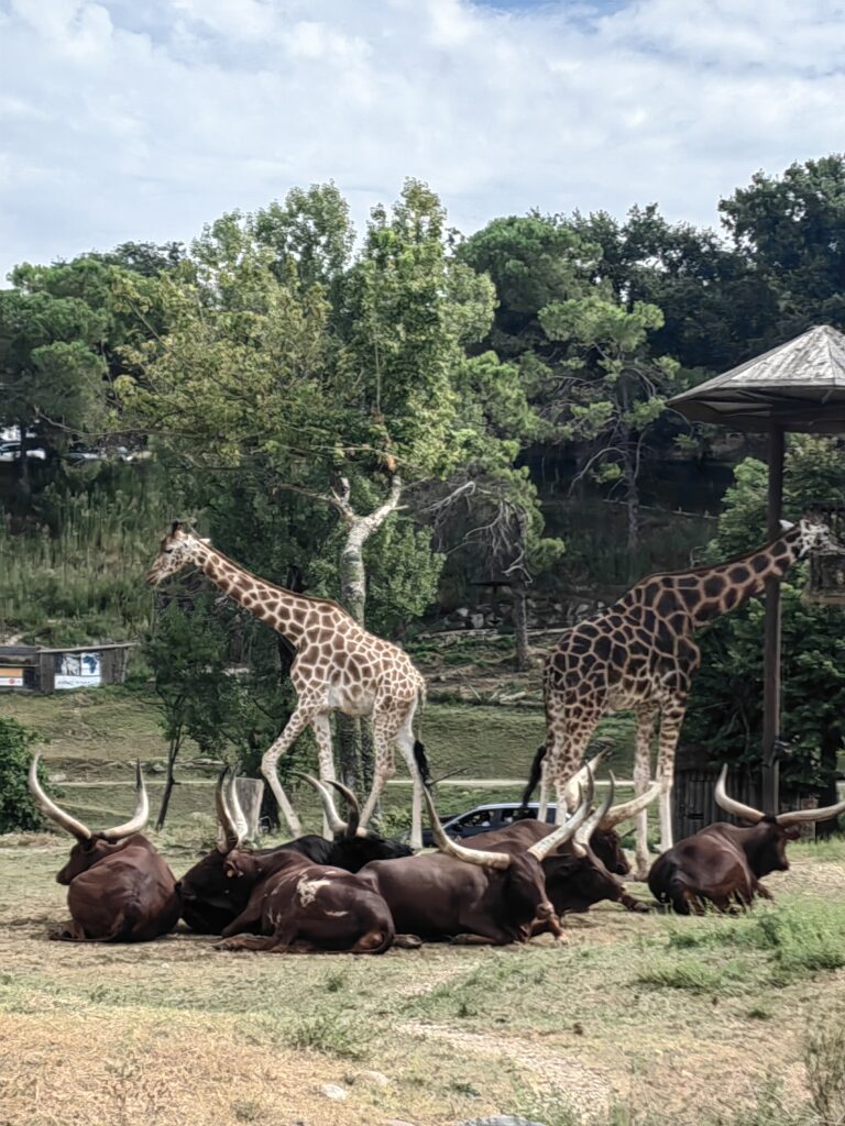 žirafe na safariju 