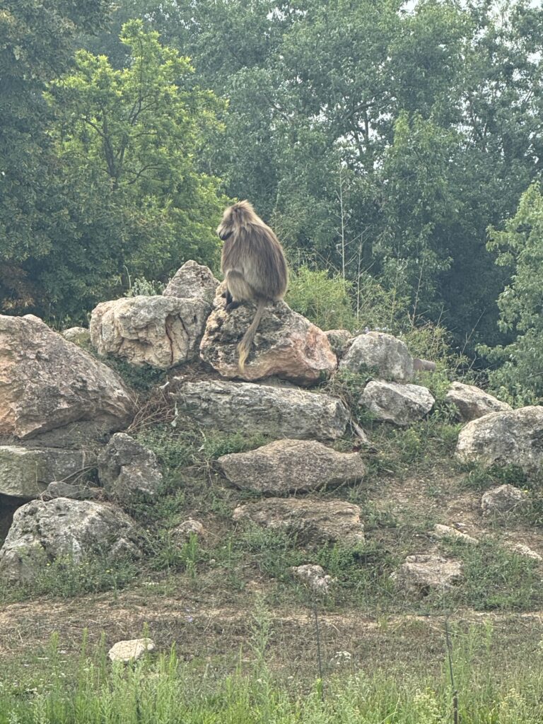 Safari park u Italiji