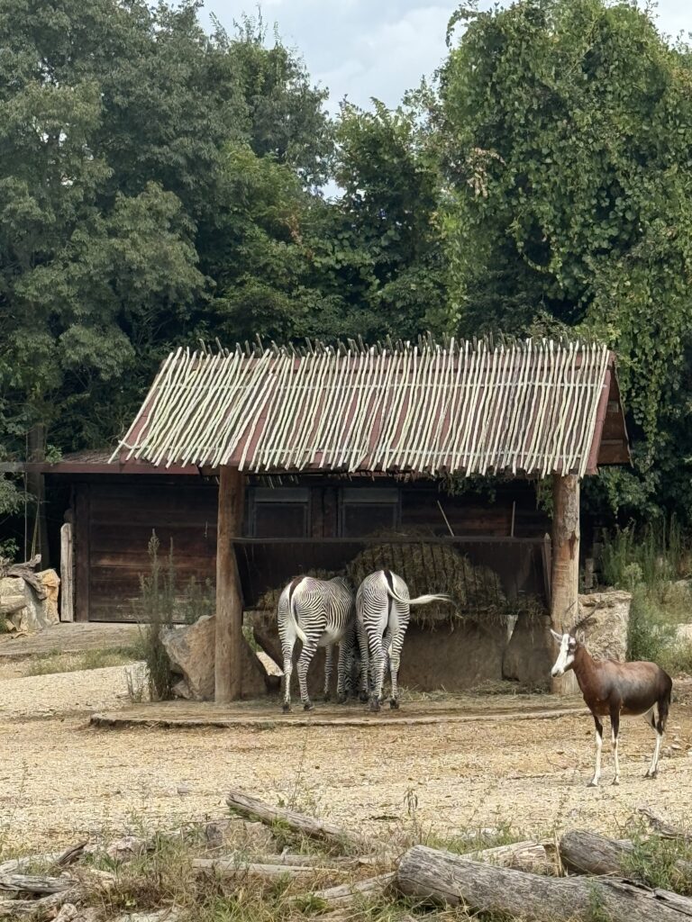 zebre safari 