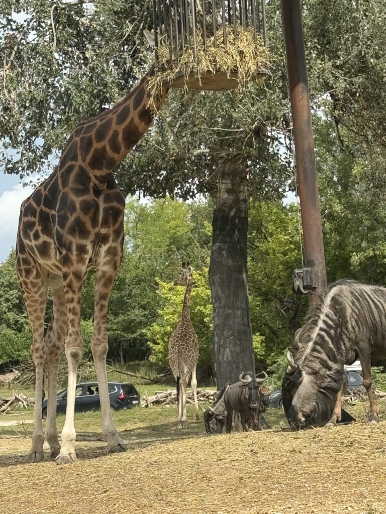 žirafa safari